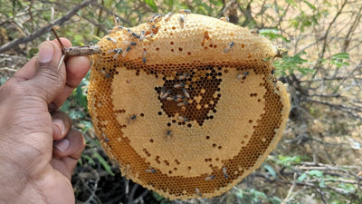 Kombu Honey (Forest Rock Bee Honey)