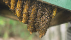Mountain Honey
