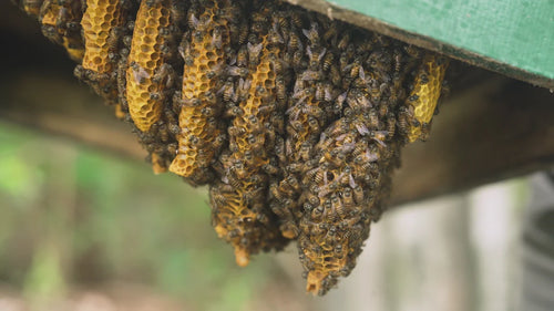 Mountain Honey