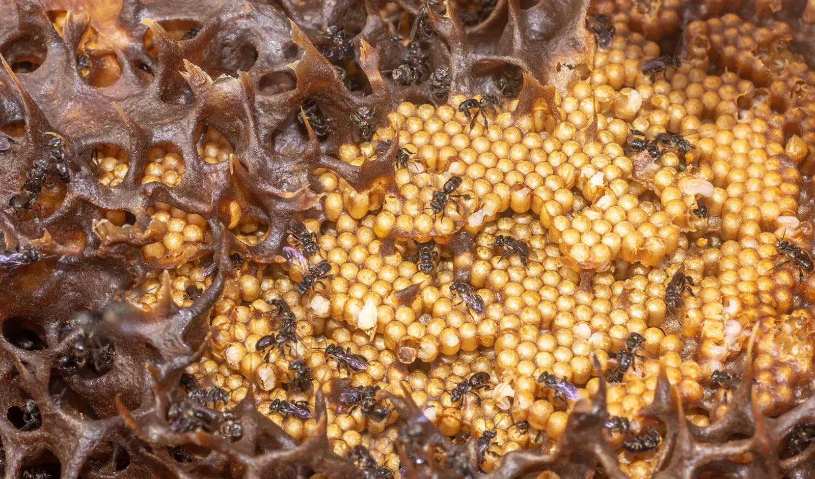 Small Bee Honey (Stingless Bee)