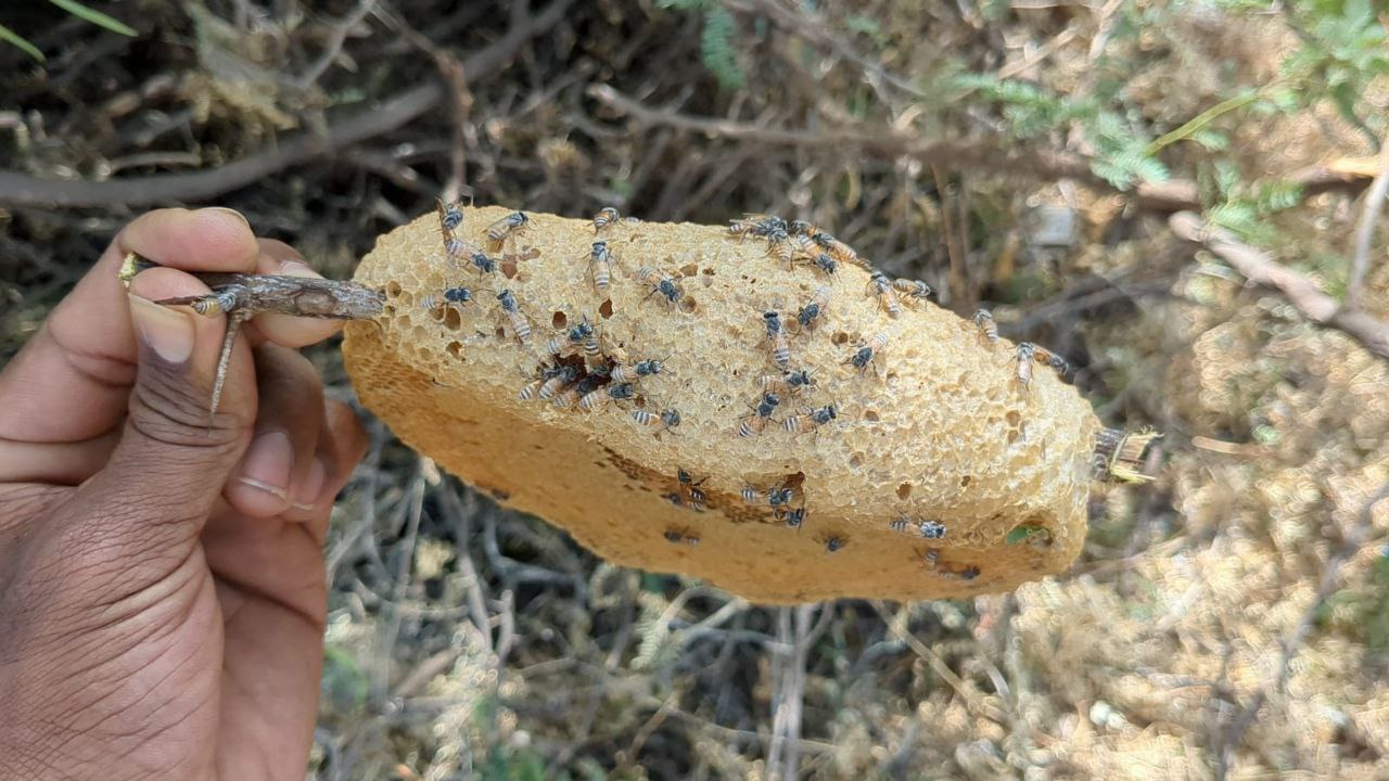 Kombu Honey (Forest Rock Bee Honey)