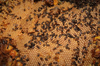 Small Bee Honey (Stingless Bee)