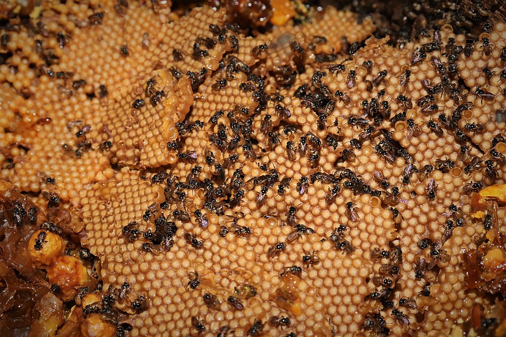 Small Bee Honey (Stingless Bee)